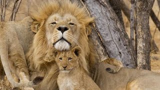 Lion Documentary  Takes Over a New Pride  Wild Planet HD [upl. by Hamian]