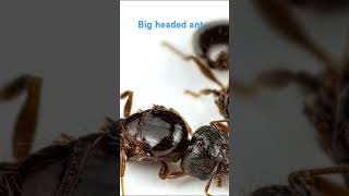 Big headed ants [upl. by Jaylene]