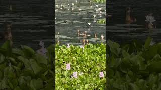 Lesser whistling duck amp wetlands [upl. by Alberic822]