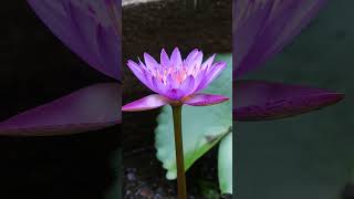 Captivating beauty of the violet water lily in bloom WaterLily FlowerBloom Aquatic nature [upl. by Fogel]