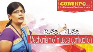 Mechanism of muscle contraction BSc MSc Lecture by Dr Priyanka Dadupanthi [upl. by Thacker]