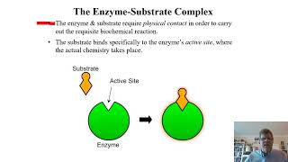 Biochemistry Lecture 8 [upl. by Assilen6]