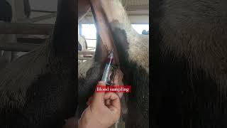 blood sampling from coccygeal artery  one person blood sampling bloodsample coccygeal cow tail [upl. by Asila]