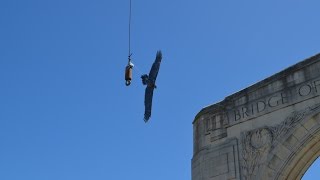 Haast Eagle Sightings in Christchurch [upl. by Waylin]