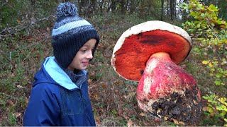 VRAŽJI VRGANJ  Ludara  Boletus satanas  Rubroboletus satanas [upl. by Waddell]