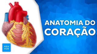 Anatomia do coração Câmaras valvas ciclo cardíaco e vascularização [upl. by Aihsitan493]