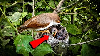 Yellow eyed babbler bird baby eating a worm AnimalsandBirds107 [upl. by Pohsib997]