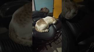 Cat sleeping on my bike 🐱🐱 shorts shortsfeed cat funny comedy [upl. by Meridel921]