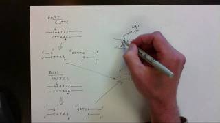 Restriction Endonucleases vid 2 [upl. by Aikyn]