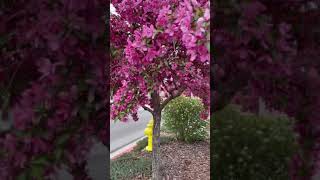 Stunning Eastern Redbud Tree  Spring Time  GAMO Production [upl. by Emeric]