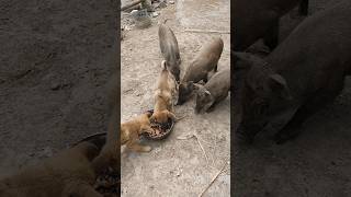 Puppy vs Boar Fight for Food puppy pig boar food viral short animal pigfarmvideo wildlife [upl. by Victor]