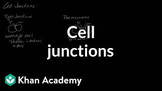 Cell Junctions  Cells  MCAT  Khan Academy [upl. by Anoek]