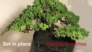 Juniper Procumbens Nana Two [upl. by Meares]