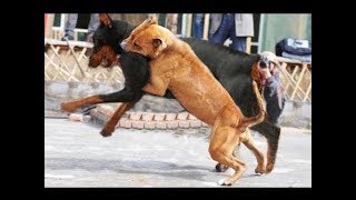 Rottweiler Attacks a Pitbull [upl. by Razatlab]