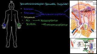 Periferik Somatosensasyon Somatik Duyular Sağlık ve Tıp Sinir Sistemi Fizyolojisi Psikoloji [upl. by Revlis]