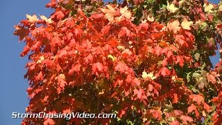 9222014 First Day Of Fall Collegeville MN Fall Colors [upl. by Idnyl]