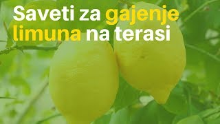 Saveti za Gajenje Limuna na Terasi  Limun  Gajenje Sadnja  Agromedia [upl. by Hoag]