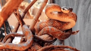 Neotropical bird snake📍Parque Reptilandia Costa Rica [upl. by Aldrich]