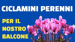 CICLAMINI GENEROSI E PERENNI PER I NOSTRI BALCONI [upl. by Onabru]