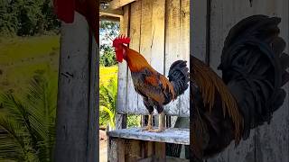 Rooster facts likesadia wildlife animalsfacts rooster birds wildlifeknowledge [upl. by Kemble306]