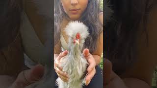 Meet Jack Injured Chicken Recovers chicken homestead cuteanimals cute [upl. by Waly940]