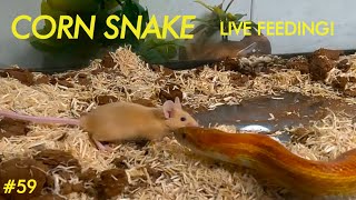 LIVE FEEDING  Corn Snake SNAGS Another Mouse With EASE [upl. by Namzzaj]