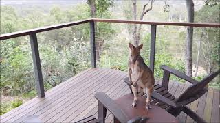 Our backyard Pademelon in Julatten Far North Queensland [upl. by Yardna212]