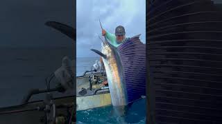 Catching XXL Sailfish from a Kayak [upl. by Hesta]