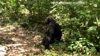 Chimp tracking at Kyambura Gorge Uganda [upl. by Willin]