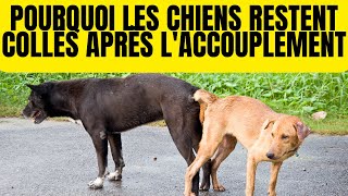 Pourquoi les Chiens Restent CoincésCollés Après L’accouplement  Noeud [upl. by Jadwiga]