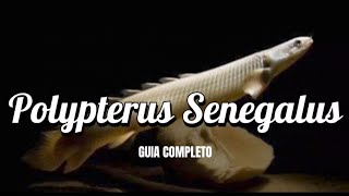 Polypterus Senegalus  Como criar em aquários [upl. by Sivraj41]