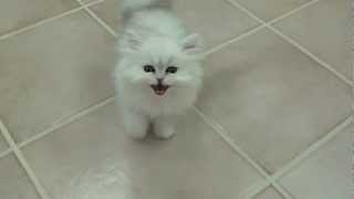 Cats 101 Chinchilla silver persian kitten [upl. by Gaultiero]