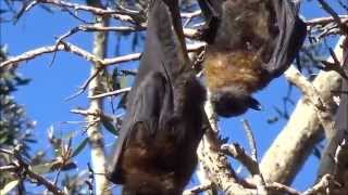 Greyheaded Flyingfox  Pteropus poliocephalus  Sydney [upl. by Haet]