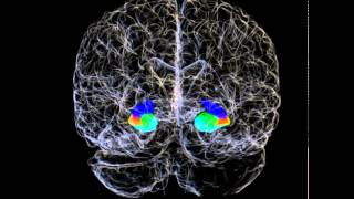 3D Hippocampus and Hippocampal Subfields of a Human Brain [upl. by Ttayh]