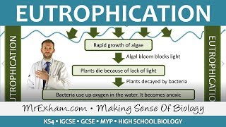 Pollution  Eutrophication  GCSE Biology 91 [upl. by Ettedualc943]