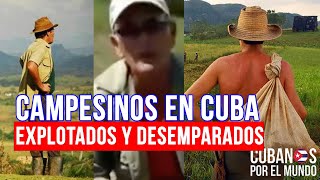 Ser campesino en Cuba explotados y desamparados quotla razón por la que no hay ganadería en Cubaquot [upl. by Kitty]