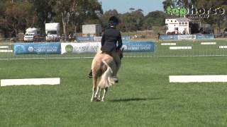 Open Saddle Pony not over 122 hands  Royal Melbourne Horse Show 2014 [upl. by Georgianne975]