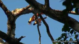 Mating Red Bird of Paradise in the Wild [upl. by Bentley641]