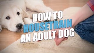 How to Housetrain An Adult Dog Easy Housebreaking Method [upl. by Nare]