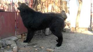 Romanian Raven Shepherd Dog  75 months  Ciobanesc corb [upl. by Noevad]