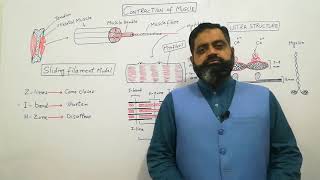 Sliding filament model UrduHindi medium Prof Masood fuzail  Contraction of Skeletal muscle [upl. by Tizes684]