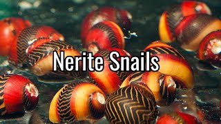 Species Spotlight Nerite Snail [upl. by Arnaldo]