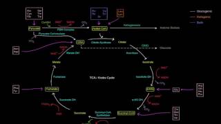 Amino Acid Oxidation Pathways Part 1 of 10  Intro [upl. by Jay]