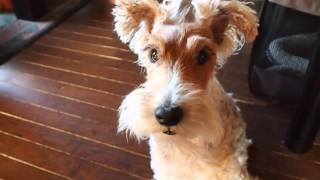 My Eyes Adored You  Diary of Fox Terrier Nana [upl. by Lunneta]