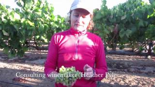 2015 Acquiesce Grenache Blanc Harvest [upl. by Zipnick]