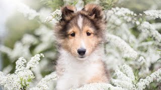 First day with our new sheltie puppy [upl. by Airemahs773]