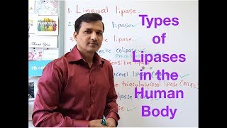 Types of Lipases in the Human Body [upl. by Sloatman]