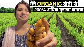 Organic Haldi farming business model in India  Turmeric Powder Profitable Agriculture [upl. by Akins]