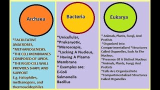 Difference between Archaea Bacteria and Eukarya [upl. by Calv]