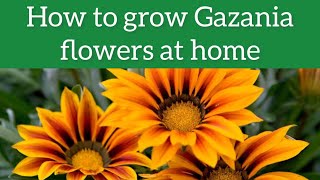 Gazania Flower Plant  How to grow and care Gazania plant  Gazania Propagation [upl. by Sandon]